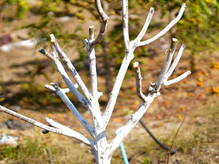 Custard apple tree that has been prune to produce new leaves and painted with watercolor to prevent sunburn. Close-up.