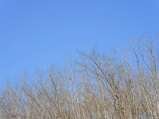 Brown branches of rubber trees in winter in Thailand