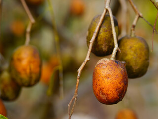 Otatheite apple or Jew's plum, Spondias Dulcis. The fruit is oval or fusiform. The fruit is...