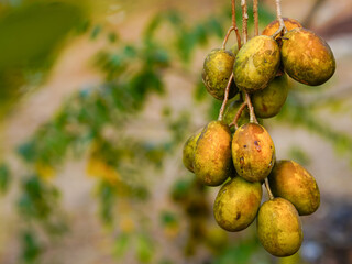 Otatheite apple or Jew's plum, Spondias Dulcis. The fruit is oval or fusiform. The fruit is...