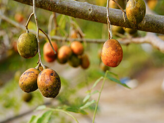 Otatheite apple or Jew's plum, Spondias Dulcis. The fruit is oval or fusiform. The fruit is greenish-yellow when mature. When cooked it is orange. The flesh is white and green. Sweet and sour taste,