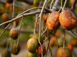 Otatheite apple or Jew's plum, Spondias Dulcis. The fruit is oval or fusiform. The fruit is...