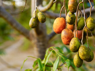 Otatheite apple or Jew's plum, Spondias Dulcis. The fruit is oval or fusiform. The fruit is...