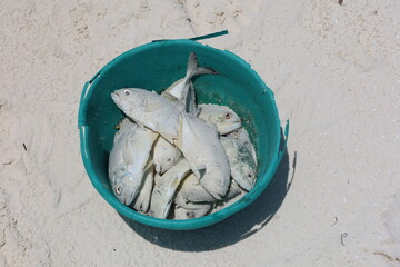 Dead Fish in a Bucket on the Beach © Gagaa