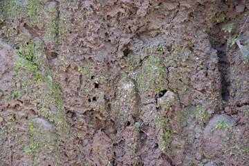 Moss and Soil Composition Close-Up - Nature’s Intricate Textures for Organic and Environmental Themes
