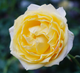 Yellow rose flower blooming, Close up of Flower blossom