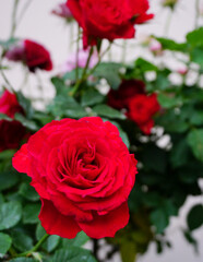 Red rose flower blooming, Flower background