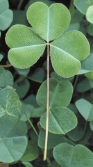 Obraz premium Close Up Of A Green Clover Leaf