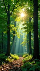 Obraz premium Dappled sunlight filters through the leaves of tall trees, woodland canopy, natural scenery