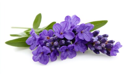 Lavender Flowers Isolated