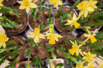 Narcissus is yellow, there are many pots. yellow flower on a thin nose in pots is ready for spring planting in the garden and flowerbed to decorate the yard High quality photo 