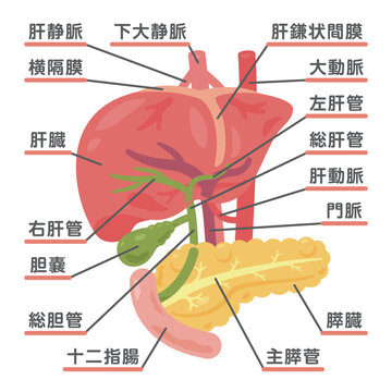 肝臓、胆嚢、膵臓、十二指腸の構造イラスト1