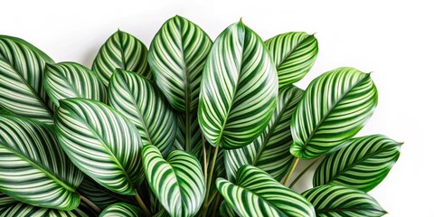 Calathea Orbifolia Leaves on White Background,Calathea,  Calathea, leaf, plant leaves, indoor plant, nature