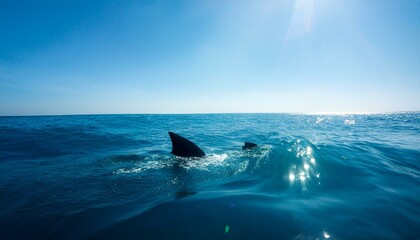 Fototapeta premium サメ