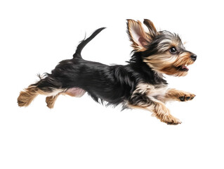 Playful Yorkshire Terrier Puppy Jumping: Isolated on White Background