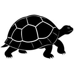 turtle vector illustration