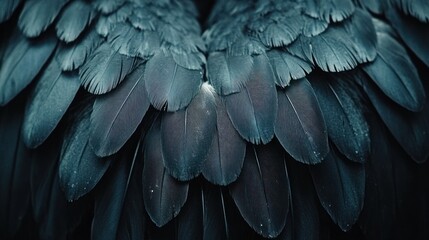Fototapeta premium Deep Blue Feathers: An Abstract Display of Avian Plumage and Symmetry