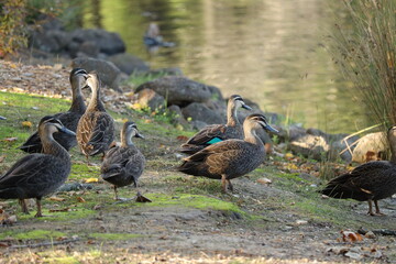 Pacific Black Duck by the Pond