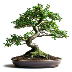 Close-up of a Serene Bonsai Tree, a Miniature Zen Garden Masterpiece