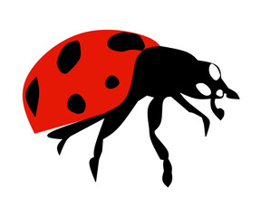 ladybird vector illustration