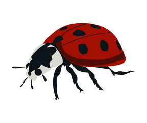 ladybird vector illustration