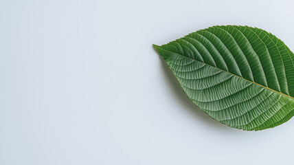 Single Green Leaf on Light Gray Background 