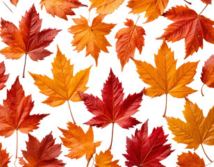 Isolated leaves. Collection of multicolored fallen autumn leaves isolated on white background