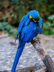 cute blue parrot