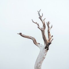 Curved Weathered Wooden Branch Nature on white background