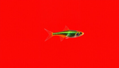 Vibrant neon tetra swimming against vivid red background, aquatic beauty