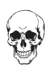 anatomical drawing, human skull black and white sketch 