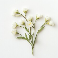 Fototapeta premium Mayflowers on white background