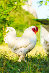 White rooster roaming in a green meadow under clear blue skies during a sunny day