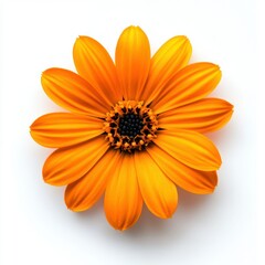 Fototapeta premium Single orange flower top view on white background