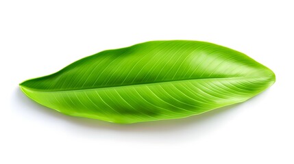 Obraz premium Vibrant and glossy banana leaf casting a soft natural shadow on a simple white background Elegant and serene botanical nature image with a clean minimal aesthetic