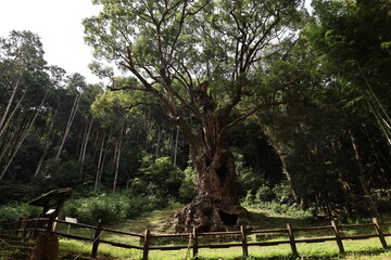 Fototapeta premium Sacred Ancient Tree at Takeo Shrine, Japan