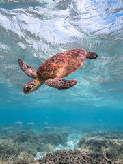 Fototapeta premium Turtle swimming at Lady Elliot Island on the Great Barrier Reef