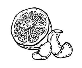Half of unpeeled lemon fruit with small pieces of peel. Hand drawn ink sketch of citrus. Black and white freehand outline illustration for food labels, packaging paper, kitchen printing and decoration