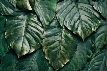 Fototapeta premium Closeup of large green leaves in scattered pattern, overlapping. Shiny metallic texture on dark green background. Natural texture.