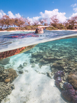 Turtle swimming at Lady Elliot Island on the Great Barrier Reef