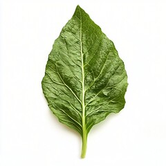 Obraz premium green leaf isolated on white