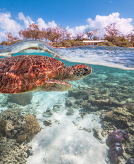 Turtle swimming at Lady Elliot Island on the Great Barrier Reef