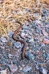 Slow worm basking in the spring sun
