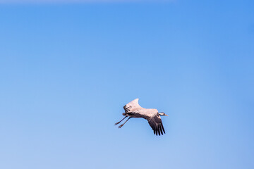 Crane flying in a blue sky