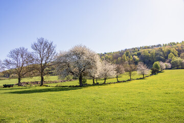 Cherry blossom by a green meadow at the spring