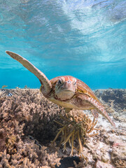 Turtle swimming at Lady Elliot Island on the Great Barrier Reef