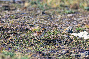 Alone White-tailed ptarmigan chicken in the mountains