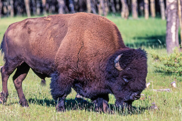 Big American bison bull walking on a meadow © Lars Johansson