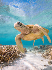 Turtle swimming at Lady Elliot Island on the Great Barrier Reef