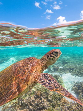 Turtle swimming at Lady Elliot Island on the Great Barrier Reef